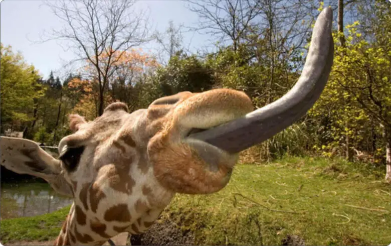 Giraffe Cleans Their Ears with Their Tongues Oglamo Reads