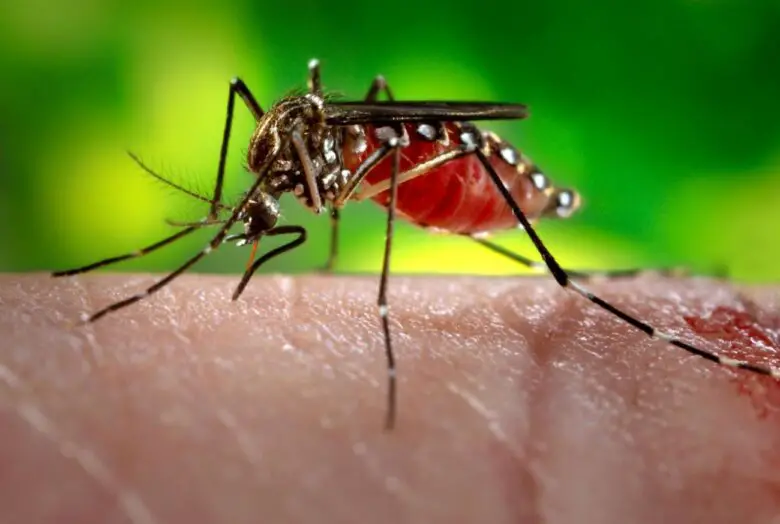 female mosquitoes Oglamo Reads