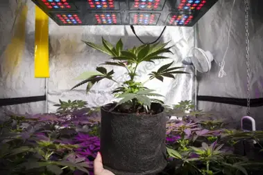 How To Get Great Buds With A Grow Tent