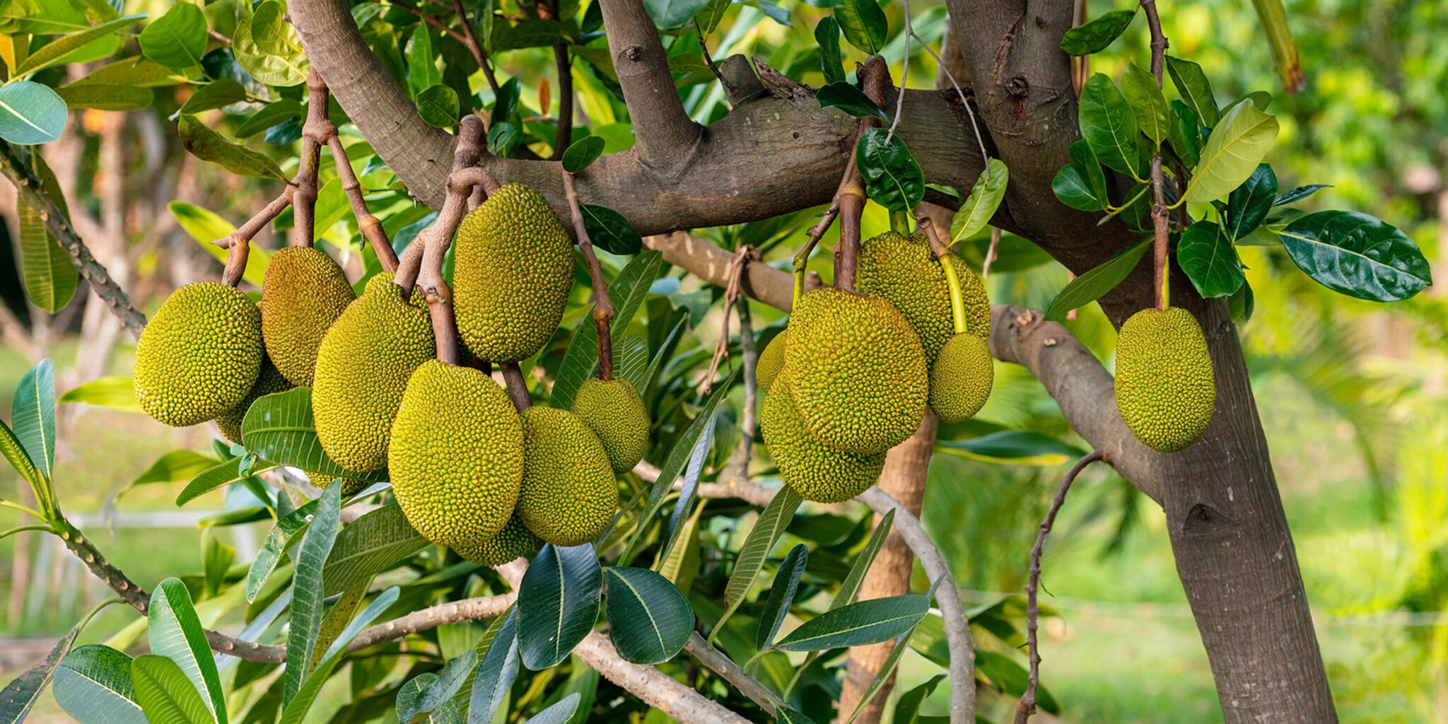 5 Tips for Growing Native Fruits of Vietnam
