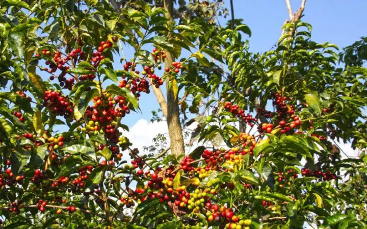 Coffee tree Oglamo Reads