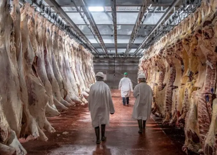 What are the Common Packing Plant Injuries Reported in Council Bluffs