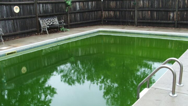 Green Pool Water? Here Is What You Need To Do To Get Your Pool Water ...
