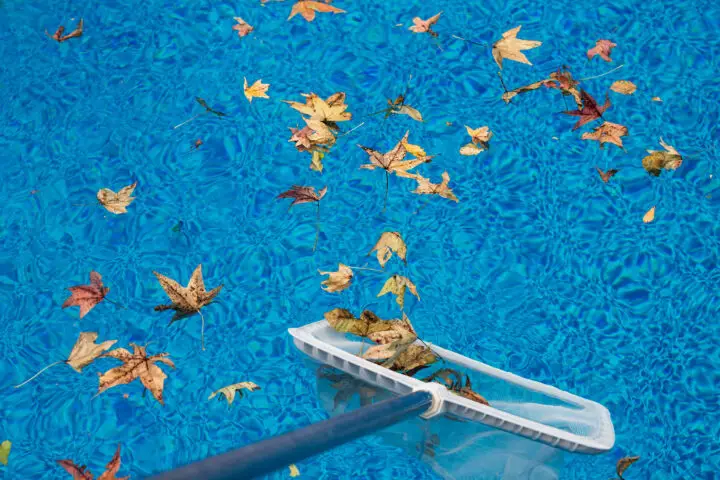 leaves in the pool