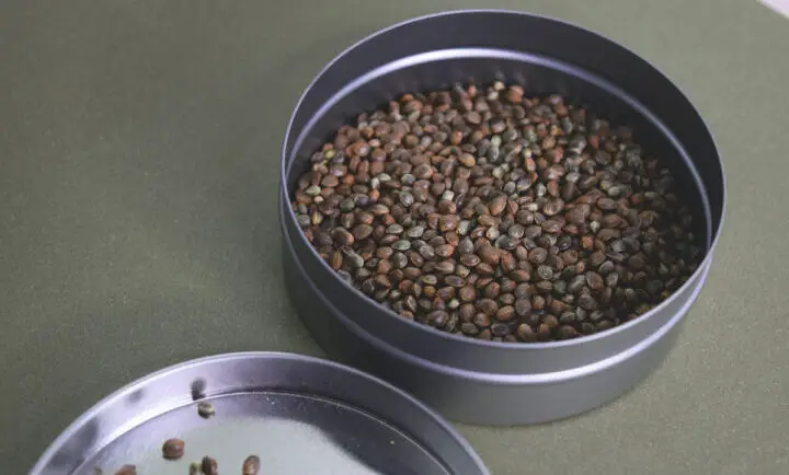 Hemp Seeds in the Kitchen - How to Use Them in Everyday Cooking