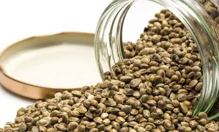 Where to Buy and How to Store Hemp Seeds - Tips for Keeping Them Fresh